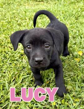 Lucy -  Dachshund Dog for Adoption in Shalimar, Florida - Lucy | PetCurious