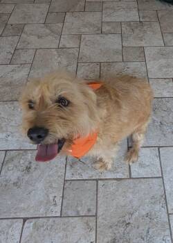 Summer -  Cairn Terrier Dog for Adoption in Oakland, California - Summer | PetCurious