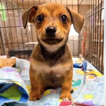 Joey -  Chihuahua and Dachshund Dog for Adoption in Baton Rouge, Louisiana - Joey | PetCurious