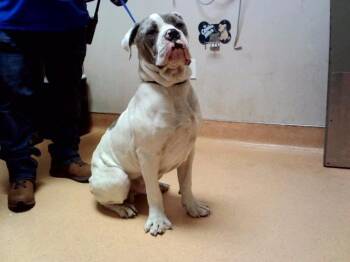 KICKBOX -  Mastiff and Mixed Breed Dog for Adoption in Martinez, California - KICKBOX | PetCurious