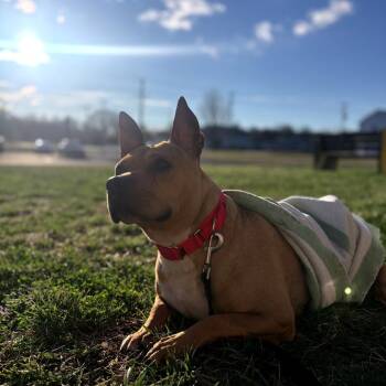 Salami -  Pit Bull Terrier Dog for Adoption in Newark, New Jersey - Salami | PetCurious
