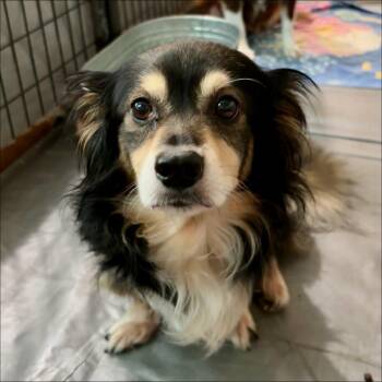 Harlow -  Corgi Dog for Adoption in Thompson Falls, Montana - Harlow | PetCurious
