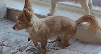 Chihuahua and Dachshund Dogs Available for Adoption - TACO & BURRITO | PetCurious