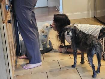 Marley (bonded with Gus) -  Miniature Schnauzer Dog for Adoption in Kimberlin Heights, Tennessee - Marley (bonded With Gus) | PetCurious