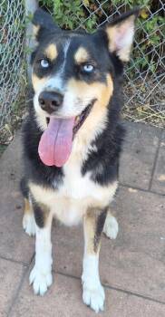 King -  German Shepherd Dog and Husky Dog for Adoption in Shreveport, Louisiana - King | PetCurious