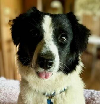 Corgi and Border Collie Dogs Available for Adoption in Boerne, Texas - Lady | PetCurious