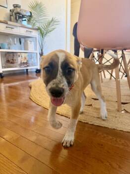 Pepita -  Shepherd and Cattle Dog Dog for Adoption in Denver, Colorado - Pepita | PetCurious