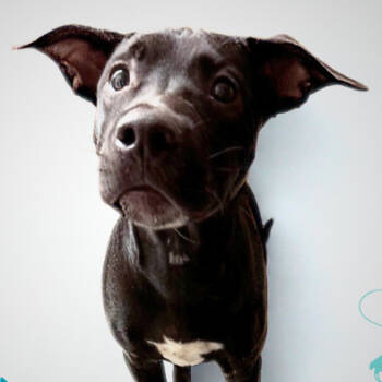 Rescue Black Labrador Retriever Dogs for Adoption in Concord, North Carolina - Rodeo | PetCurious