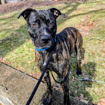 Staffordshire Bull Terrier and Mixed Breed Dogs Available for Adoption - Cortez | PetCurious