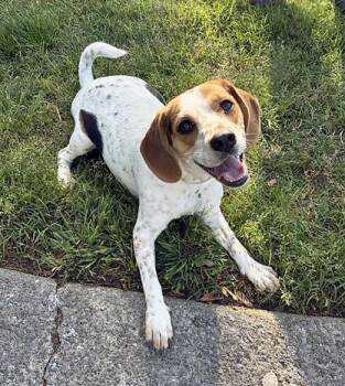 Mixed Breed Dogs Available for Adoption in Nashville, Tennessee - Sofia WIth A Ph | PetCurious