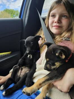 Labrador Retriever Dogs Available for Adoption in Waunakee, Wisconsin - Macchiato Coffee | PetCurious