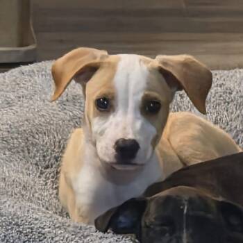 Barney -  Terrier Dog for Adoption in Waxhaw, North Carolina - Barney | PetCurious