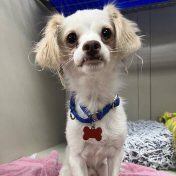 Ciabatta 54585 -  Chihuahua and Mixed Breed Dog for Adoption in Las Vegas, Nevada - Ciabatta 54585 | PetCurious