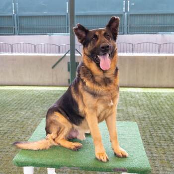 Gouda -  German Shepherd Dog Dog for Adoption in Pasadena, California - Gouda | PetCurious