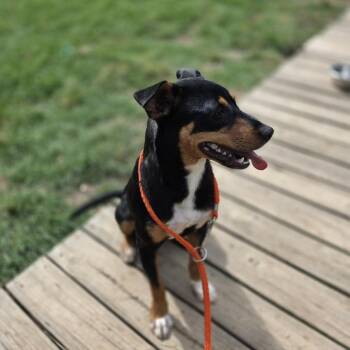 Terrier Dogs Available for Adoption in Wiggins, Mississippi - Miso | PetCurious