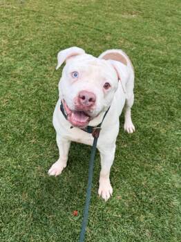 Pit Bull Terrier and English Bulldog Dogs Available for Adoption in Chico, California - Memphis | PetCurious