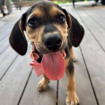 Bluebonnet(Bonnie) -  Coonhound Dog for Adoption in Austin, Texas - Bluebonnet(Bonnie) | PetCurious