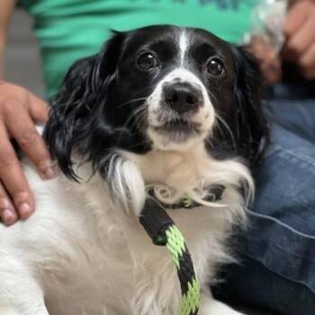 Delilah -  Cavalier King Charles Spaniel Dog for Adoption in Philadelphia, Pennsylvania - Delilah | PetCurious