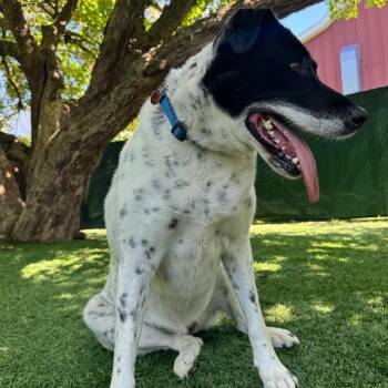 Mixed Breed Dogs Available for Adoption in Saint Charles, Missouri - Oakley | PetCurious