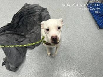 LONNY -  Pit Bull Terrier Dog for Adoption in Ocala, Florida - LONNY | PetCurious