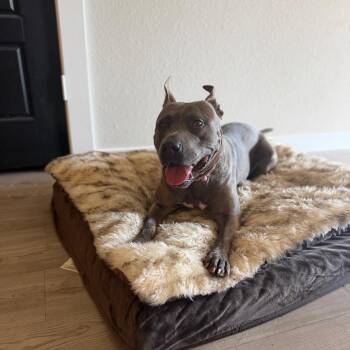 Ratchet -  Bull Terrier Dog for Adoption in Angleton, Texas - Ratchet | PetCurious