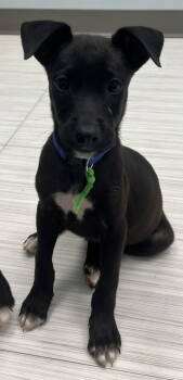 Rescue Labrador Retriever and Terrier Dogs for Adoption in Holly Springs, North Carolina - Franklin - Oregon Litter | PetCurious