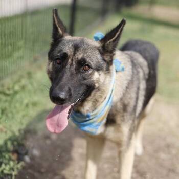 BELLA -  German Shepherd Dog Dog for Adoption in San Antonio, Texas - BELLA | PetCurious