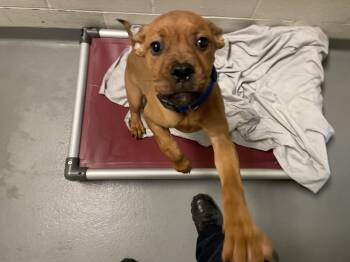 Brooke -  Mixed Breed Dog for Adoption in Bloomfield, Connecticut - Brooke | PetCurious