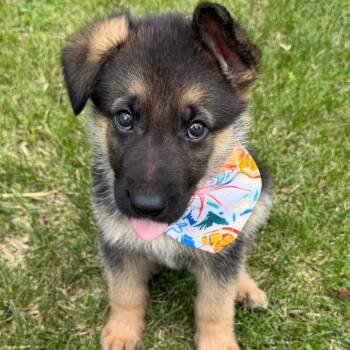 Gary -  German Shepherd Dog Dog for Adoption in Mazon, Illinois - Gary | PetCurious