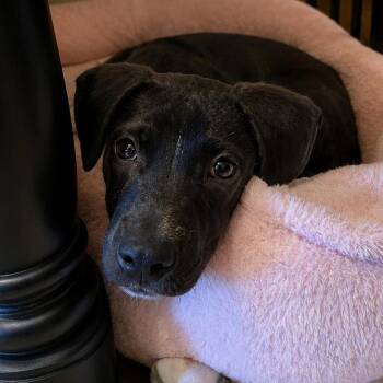 Xandra -  Pit Bull Terrier and Black Labrador Retriever Dog for Adoption in Northville, Michigan - Xandra | PetCurious