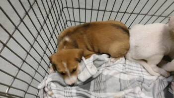FLOWER -  Labrador Retriever and Mixed Breed Dog for Adoption in Tulsa, Oklahoma - FLOWER | PetCurious