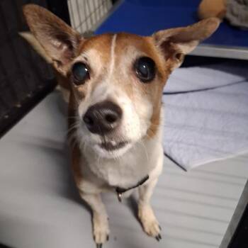Chihuahua Dogs Available for Adoption in Phoenix, Arizona - Puddles | PetCurious