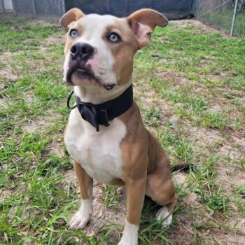 Terrier Dogs Available for Adoption in Umatilla, Florida - Caramel | PetCurious