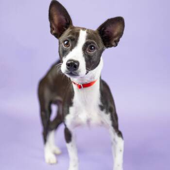 Raisin Bran -  Chihuahua and Mixed Breed Dog for Adoption in Portland, Oregon - Raisin Bran | PetCurious