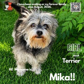 Mika -  Terrier Dog for Adoption in Westminster, California - Mika | PetCurious