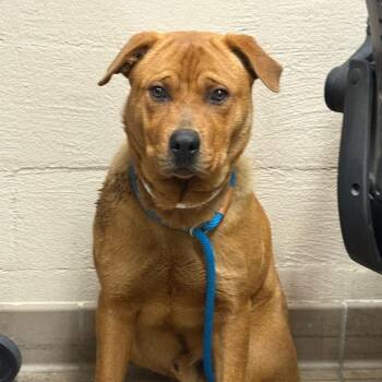 Labrador Retriever Dogs Available for Adoption - Hargrove | PetCurious