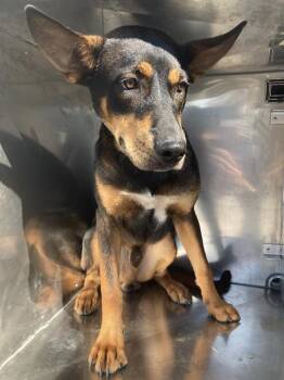 BRODDY -  Mixed Breed Dog for Adoption in Dallas, Texas - BRODDY | PetCurious
