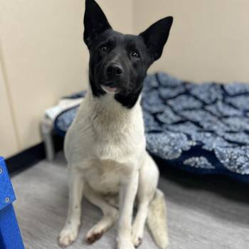 Mixed Breed Dogs Available for Adoption in State College, Pennsylvania - Dr. Langdon | PetCurious