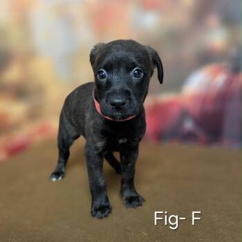Fig -  Retriever and Mixed Breed Dog for Adoption in Griswold, Connecticut - Fig | PetCurious