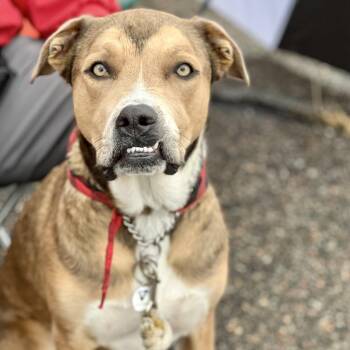 Rescue Australian Cattle Dog Blue Heeler and Pit Bull Terrier Dogs for Adoption in Mead, Colorado - Harlow | PetCurious