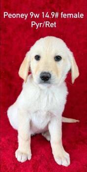 Great Pyrenees and Retriever Dogs Available for Adoption in Brewster, New York - Peony (P Puppies) | PetCurious
