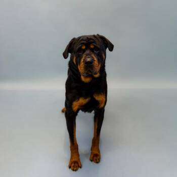 Rottweiler Dogs Available for Adoption - Pen 101c Quinn | PetCurious
