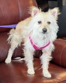 Sweetie Pie -  Terrier Dog for Adoption in Mundelein, Illinois - Sweetie Pie | PetCurious