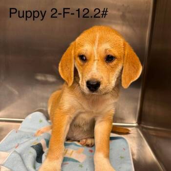 Brixa -  Beagle Dog for Adoption in Normal, Illinois - Brixa | PetCurious