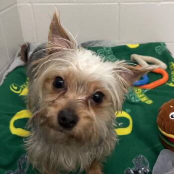 Yorkshire Terrier Dogs Available for Adoption in Fort Wayne, Indiana - Yorkshire Pudding | PetCurious