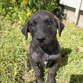 Finn -  Belgian Shepherd Malinois Dog for Adoption in Harlingen, Texas - Finn | PetCurious