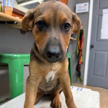 Cedar -  Mixed Breed Dog for Adoption in Tacoma, Washington - Cedar | PetCurious