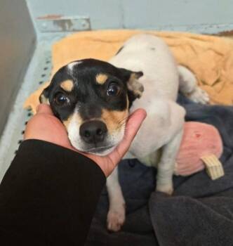 Peanut -  Chihuahua Dog for Adoption in Sedalia, Colorado - Peanut | PetCurious