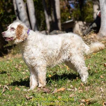 lucy -  English Setter Dog for Adoption in Stroudsburg, Pennsylvania - Lucy | PetCurious