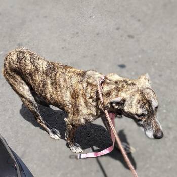Noel -  Greyhound and Mixed Breed Dog for Adoption in Coos Bay, Oregon - Noel | PetCurious